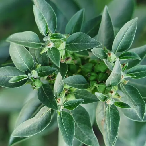 Ashwagandha Extract