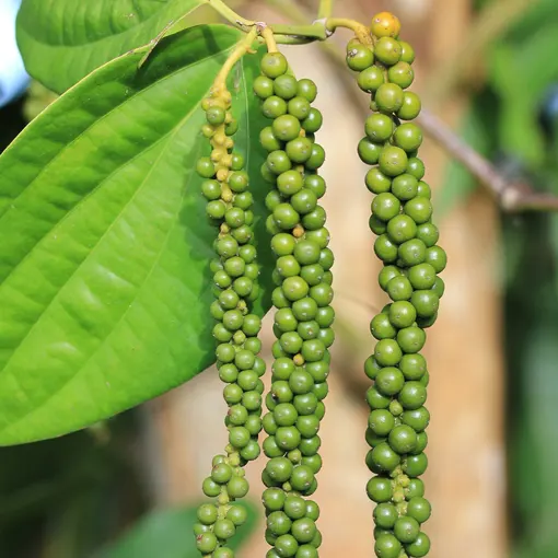 Black Pepper Extract