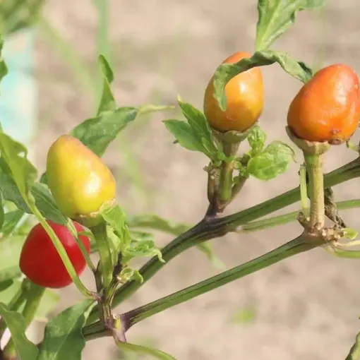 Capsicum Annum Extract