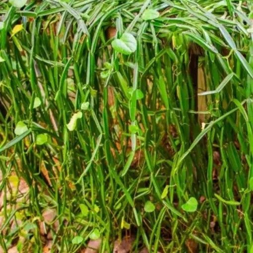 Cissus Extract