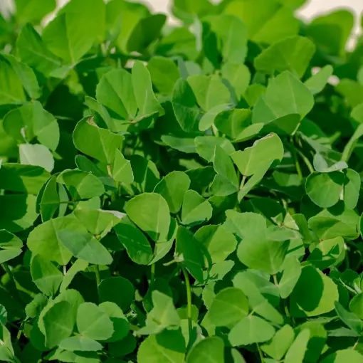 Fenugreek Extract