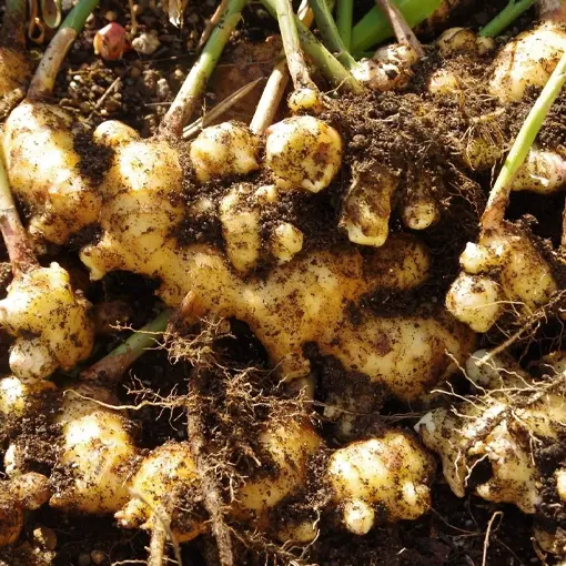 Ginger Extract