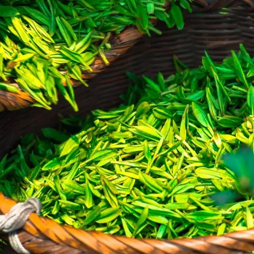 Green Tea Extract
