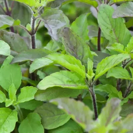 Ocimum Sanctum Extract